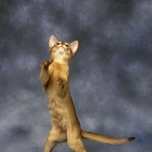 Red Abyssinian Cat - standing on hind legs