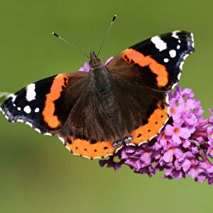 Red Admiral Butterfly-feeding upon Buddlia in garden. Lower Saxony, Germany
