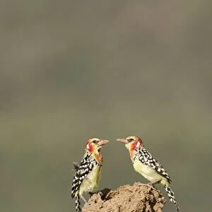 Red-and-Yellow Barbet - pair at nest built in termite mound chimney. Kenya - Africa