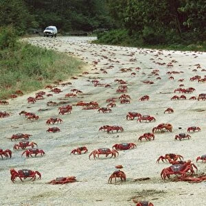 Red Crab (A land crab) - Crossing road during downward migration - Christmas Island - Indian Ocean (Australian Territory) JPF35173