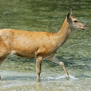 Red Deer - Doe (female)