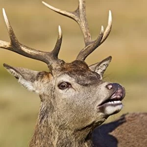 Red Deer - Stag scenting females close up - Richmond Park UK 14947