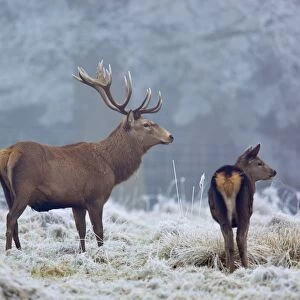 Red Deer - in winter frost - UK