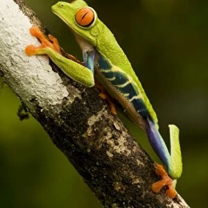 Red-eyed Treefrog - Costa Rica