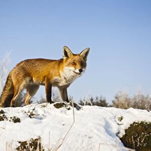 Red Fox - in snow - controlled conditions 15780