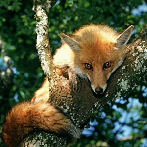 Red Fox - In tree