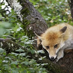 Red Fox in a tree