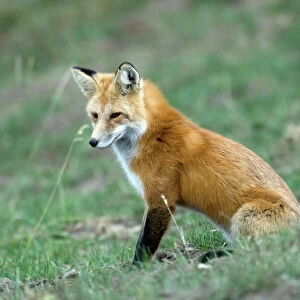 Red Fox Side view of animal sitting Yellowstone NP. USA
