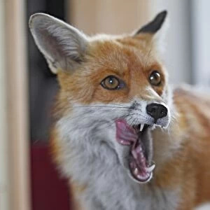 Red Fox - vixen entering room in house - Bedfordshire UK 10875