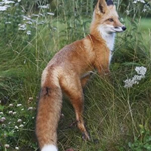 Red Fox - young