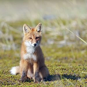 Red Fox - young - Seward Peninsula - Alaska
