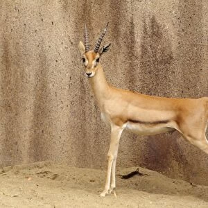 Red-fronted Gazelle - male Senegal to Ethiopia