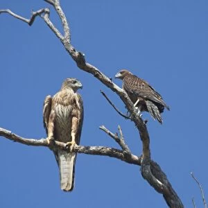 Red Goshawk - female and male. Female is a powerful raptor taking prey up to Brush Turkey size. This picture shows the huge disparity in size of a large female and small male