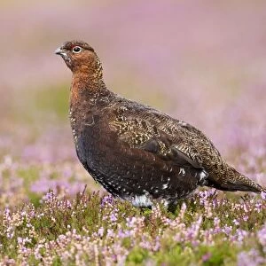 Red Grouse - standing in flowering heather on the yorkshire moors - Grinton - Yorkshire - August
