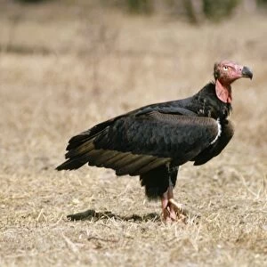 Red-headed Vulture India
