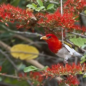 Red-headed Weaver - in flowering shrub with food in bill - Kruger National Park - South Africa