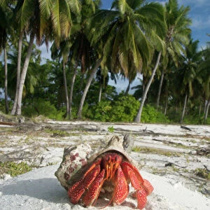 Crustaceans Jigsaw Puzzle Collection: Hermit Crab