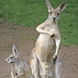 Red Kangaroo - mother with young animal or joey, Emmen, Holland