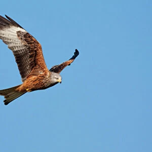 Accipitridae Collection: Red Kite