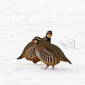 Red legged Partridge - two in snow - Bedfordshire UK 8885