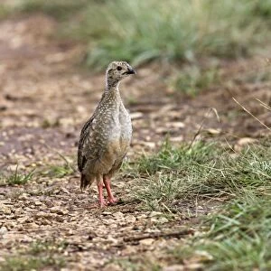 Red-legged Partridge - Young. France