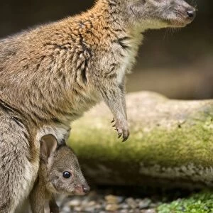 Red-necked Pademelon - adult female with cute joey in its pouch. Mother and child look straight ahead observing something in the distance - Lamington National Park, Queensland, Australia