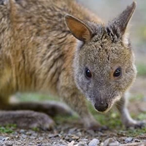 Macropodidae Collection: Red-necked Pademelon