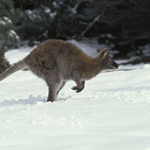 Red-necked Wallaby / Bennett's Wallaby - In snow. Australia - Marsupial - The common large wallaby of the forests of eastern Australia and Tasmania - Males grow up to 888 mm and 23. 7 kg - Essentially a grazing animal