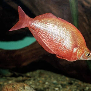 R Collection: Rainbowfish