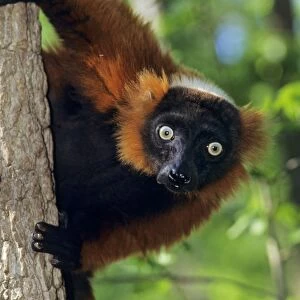 Red-ruffed lemur 3mp86