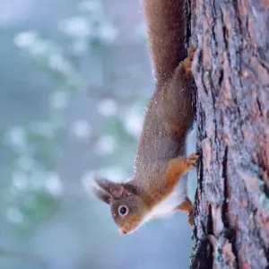 Red Squirrel Print - Climbing Down Tree Trunk Red Squirrel Print - Climbing Down Tree Trunk