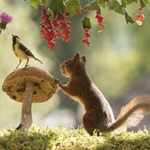 Red Squirrel and great tit with mushroom, red currant and thistle