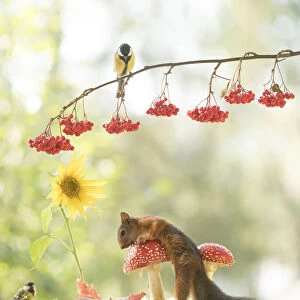 Red Squirrel and great tit with mushroom and sunflower