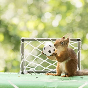 Red Squirrel is holding a football