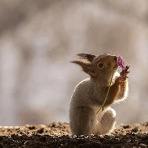 red squirrel holding an pink daisy in mouth