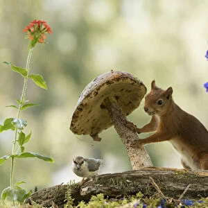 Red Squirrel with mushroom looks at a nuthatch