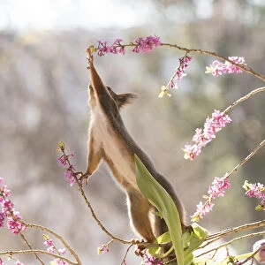 Red Squirrel reaching up between Daphne mezereum flower branches
