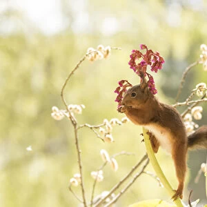 red squirrel stand between Bergenia flowers