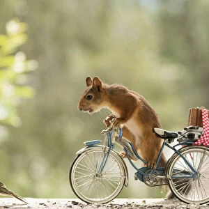 Red Squirrel standing on a bicycle