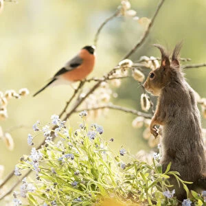 red squirrel is standing with forget me not flowers and bullfinch