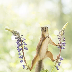 Red Squirrel standing between lupine flowers with open mouth