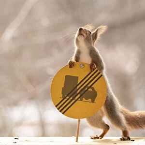 Red Squirrel standing with a No overtaking with a heavy truck ends sign