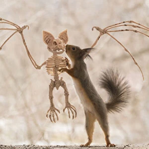 Red Squirrel standing on a skeleton bat