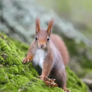 Red Squirrel Print - UK (DAC-1383) Red Squirrel Print - UK (DAC-1383)