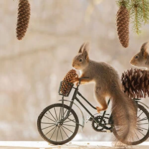 Red Squirrels on a bicycle with a pinecone