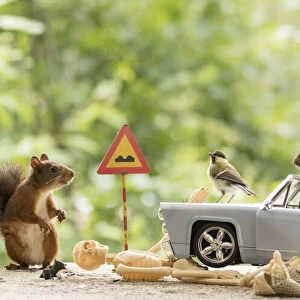 Red Squirrels standing with a car and skeleton