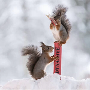 Red squirrels standing in snow and on dynamite