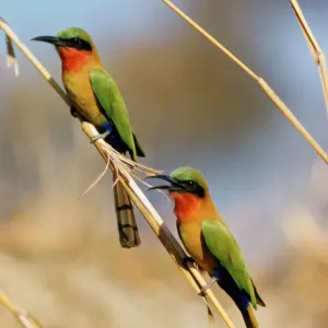 Red-throated Bee-eater Print Red-throated Bee-eater Print