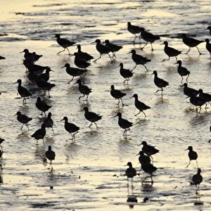 Redshank - flock searching for food at low tide - Island of Texel - Holland