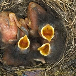 Redstart - chicks in nest begging fof food